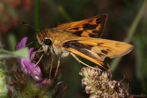 Fiery Skipper Butterfly North American Insects Spiders