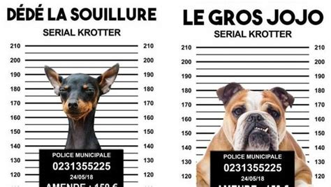 A Mondeville La Campagne Humoristique Contre Les Crottes De Chien Fait