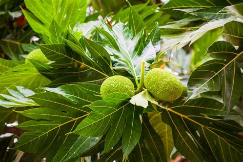 Discover The Surprising Health Benefits Of Breadfruit