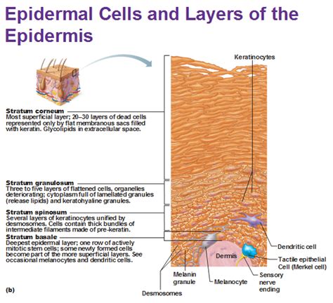 Integumentary System Part 1