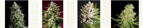 Outdoor Marijuana Seeds For Sale | Cannabis Seeds USA