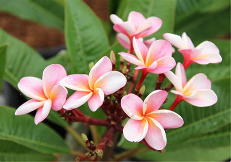 Плюмерия – уход и выращивание в домашних условиях - What Flower?