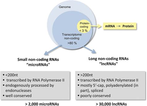 Long Noncoding Rnas In Cardiovascular Diseases Circulation Research