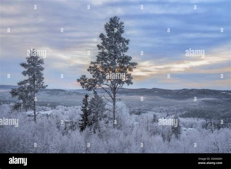 winter mountain, forest landscape in Jamtland Sweden Stock Photo - Alamy