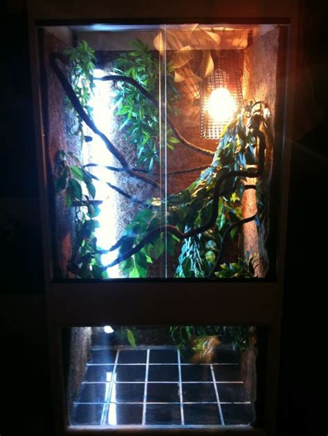 My Panther Chameleon Setup Pic Heavy Reptile Forums Chameleon