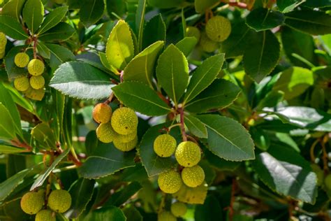 How To Grow And Care For The Strawberry Tree