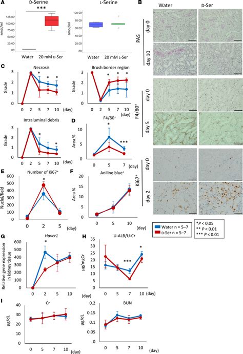 D Serine Reduces Tubular Injury After I R A Although Oral L Serine