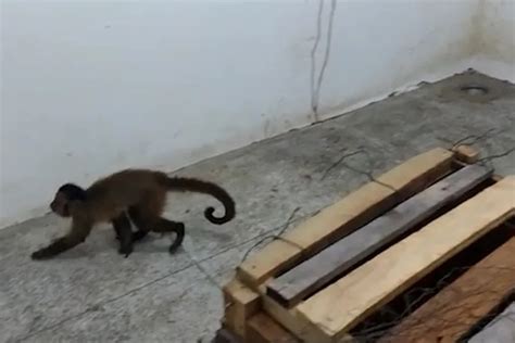 Vídeo macaco visto lavando louça e afiando faca é resgatado no PI