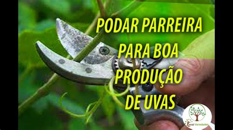 PODAR PARREIRA PARA BOA PRODUÇÃO DE UVAS Plantar em Casa YouTube