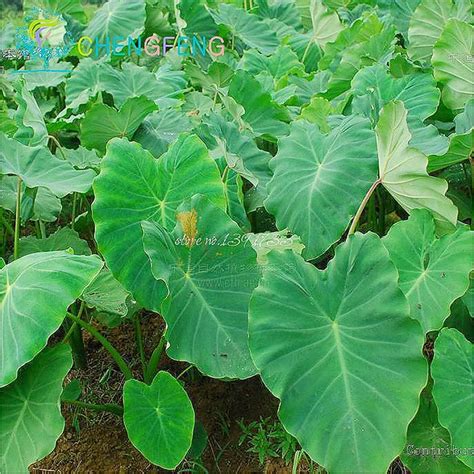 Heirloom Alocasia Macrorrhiza Green Giant Taro Seeds For Indoor Plants ...