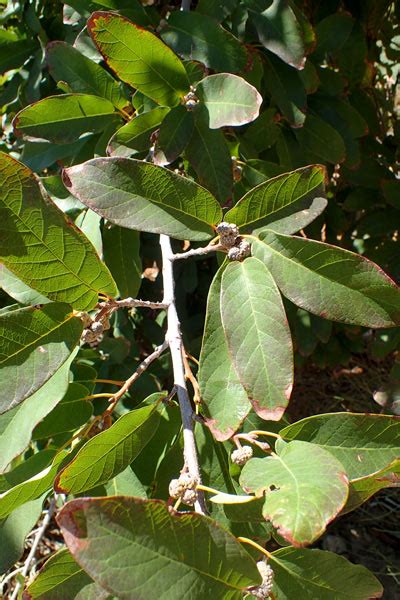 Mexican White Oak Tree Shepherds