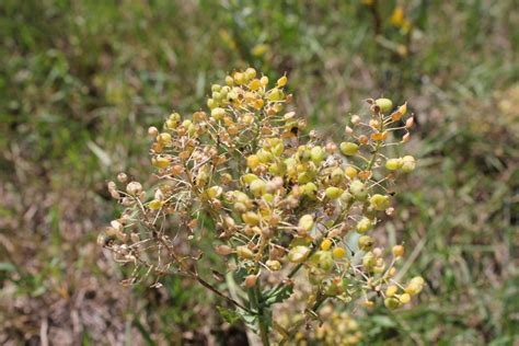 Hoary Cress Alberta Invasive Species Council