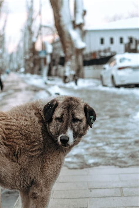 Quelle est la durée de vie moyenne dun chien de race Akita Américain