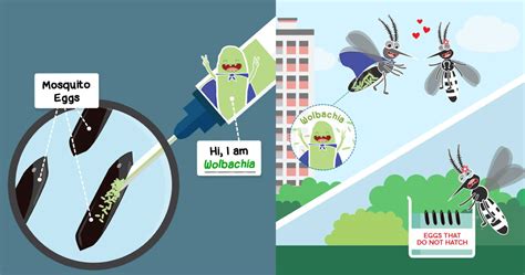 S'pore govt working on use of Wolbachia-infected mosquitoes to tackle ...