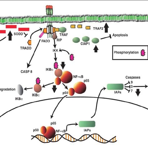 Hiv I Nef Pathway Summary Binding Of Tnf A To Its Receptor Results In