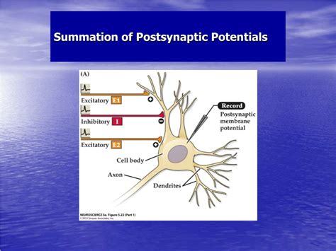 Ppt Neurotransmitter Receptors Powerpoint Presentation Free Download Id 9428492