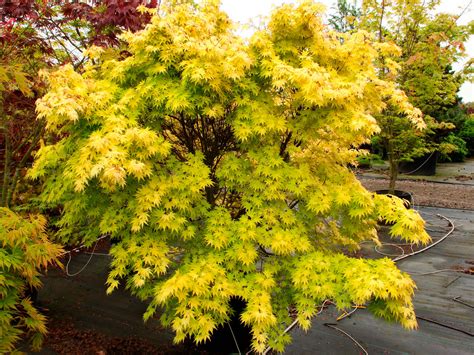 Acer Palmatum Orange Dream Japanese Maple Conifer Kingdom