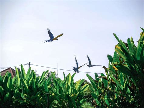 Gambar Gratis Burung Kawanan Langit Alam Hewan Hutan Burung Beo