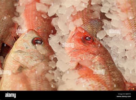 Pargo Red Snapper Fish Hi Res Stock Photography And Images Alamy