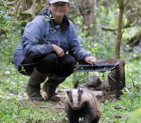 Badger Culls Risk Increased Spread Of Tb To Cattle Study Finds Bbc News