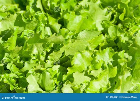 Green Salad Leaves Stock Image Image Of Consume Vegetarian 14664621
