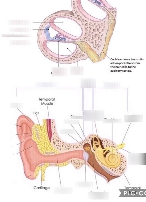 Nervous System Lab Manual Anat Special Senses Ear Diagram Quizlet