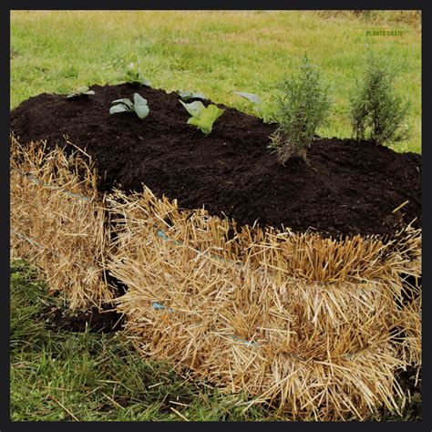 Hay Bale Gardening Potatoes: Grow & Harvest Guide [current-year]