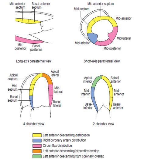 Learn Echocardiography Standard Protocol For Performing Comprehensive