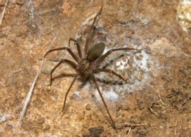 Loxosceles malintzi - Spider Identification & Pictures