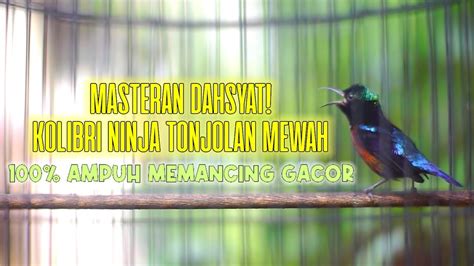 Masteran Ampuh Konin Gacor Tonjolan Materi Mewah Cocok Bikin Kolibri