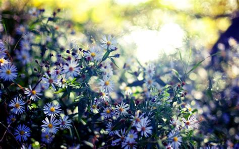 Wallpaper Sunlight Flowers Garden Nature Branch Blue Blossom