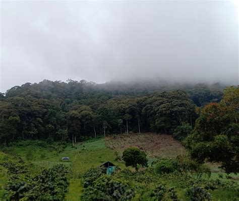 Menteri Lhk Cabut Delapan Izin Konsesi Kawasan Hutan Di Aceh