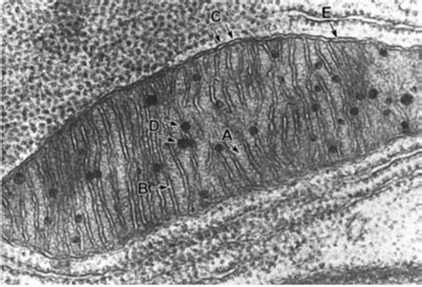 Mitochondria And Peroxisomes Flashcards Quizlet