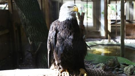 Gators, foxes and bald eagles: Calusa Nature Center and Planetarium a hidden gem in Fort Myers