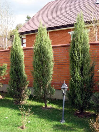 Можжевельник скальный Скайрокет (Juniperus scopulorum Skyrocket ...