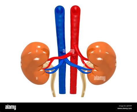 3 d ilustración de la anatomía de los riñones humanos órganos humanos