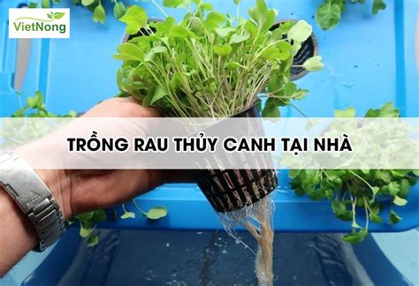 Cách Trồng Rau Thủy Canh Tại Nhà Bằng Thùng Xốp Chai Nhựa Việt Nông