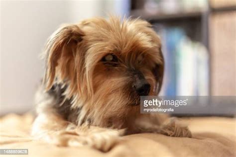 Old Yorkshire Terrier Photos And Premium High Res Pictures Getty Images