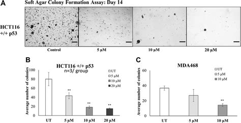 Prmt Inhibitor Reduces Tumorigenicity Of Cancer Cells A The Colony