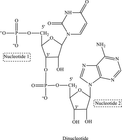 Dinucleotide Structure