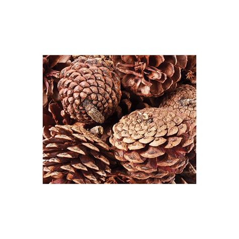 Pine Cones 4 6cm 200gm