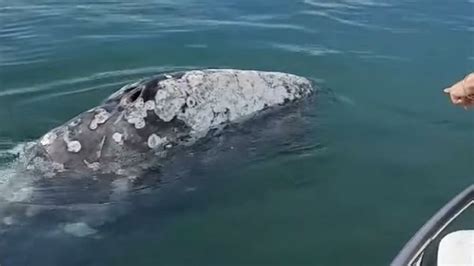 Var une baleine grise égarée observée pour la première fois en