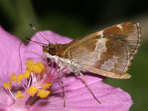 Monca Mariposas Lepidoptera Rophalocera Del Municipio De Galeras