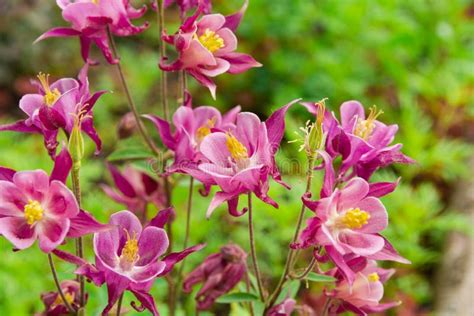 Beautiful Wild Flower Pink Columbine Canadian Columbine Or Aquilegia