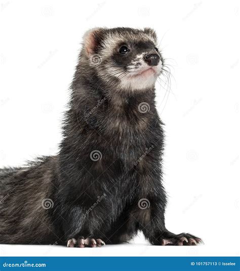 Ferret Standing On His Front Paws Isolated Stock Image Image Of