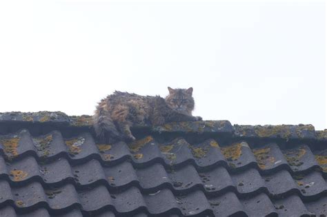 Brandweer Redt Vastzittende Kat Van Dak Brabant