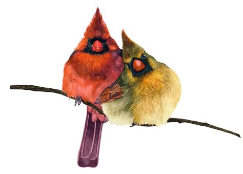Cardinals Watercolor Art Print Two Cardinals On Branch Cardinal
