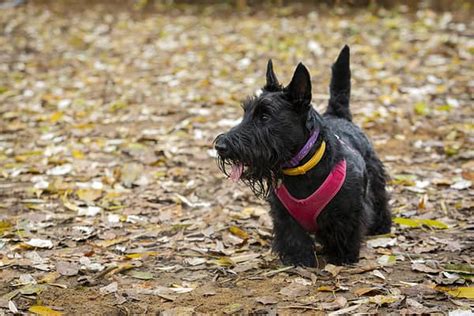 Scottish Terrier Colors: Rarest to Most Common - A-Z Animals