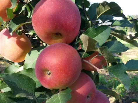 Fujion Apples - Cascina Palazzo - Organic Family Farming