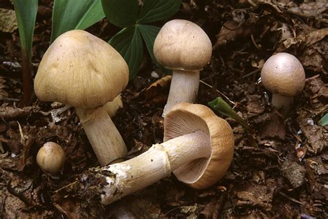 Колпак кольчатый (Cortinarius caperatus) фото и описание